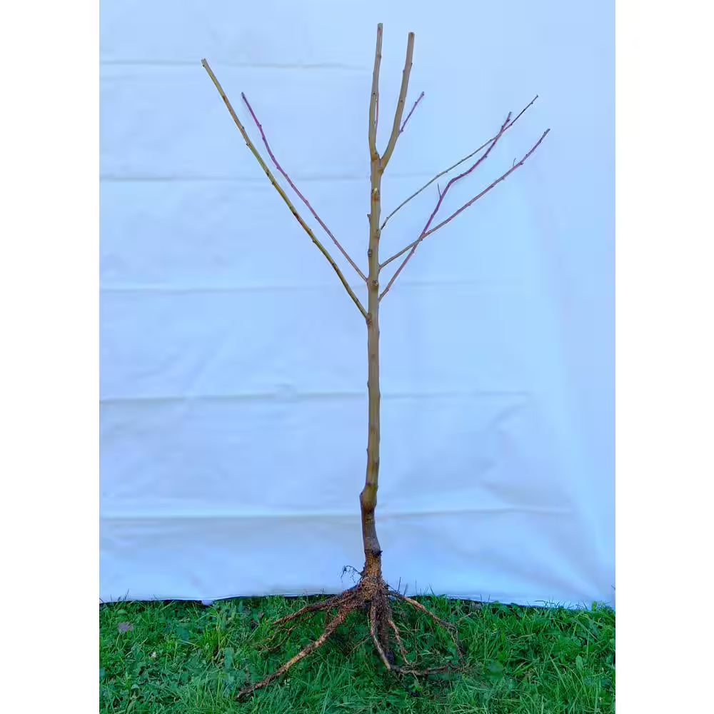 Dwarf Nijisseiki Asian Pear Bare Root