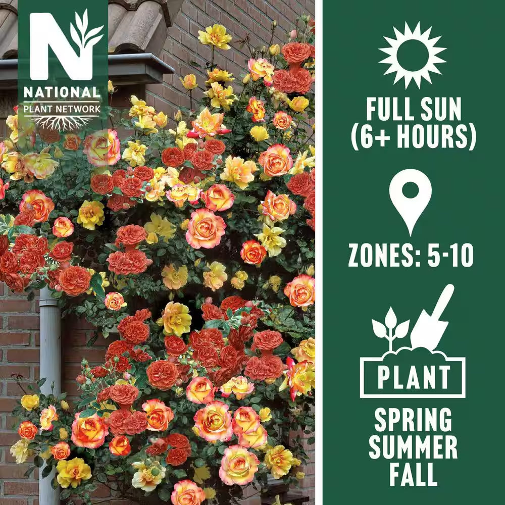 Bare Root Rose Climbing Joseph'S Coat with Orange Flowers (2-Pack)