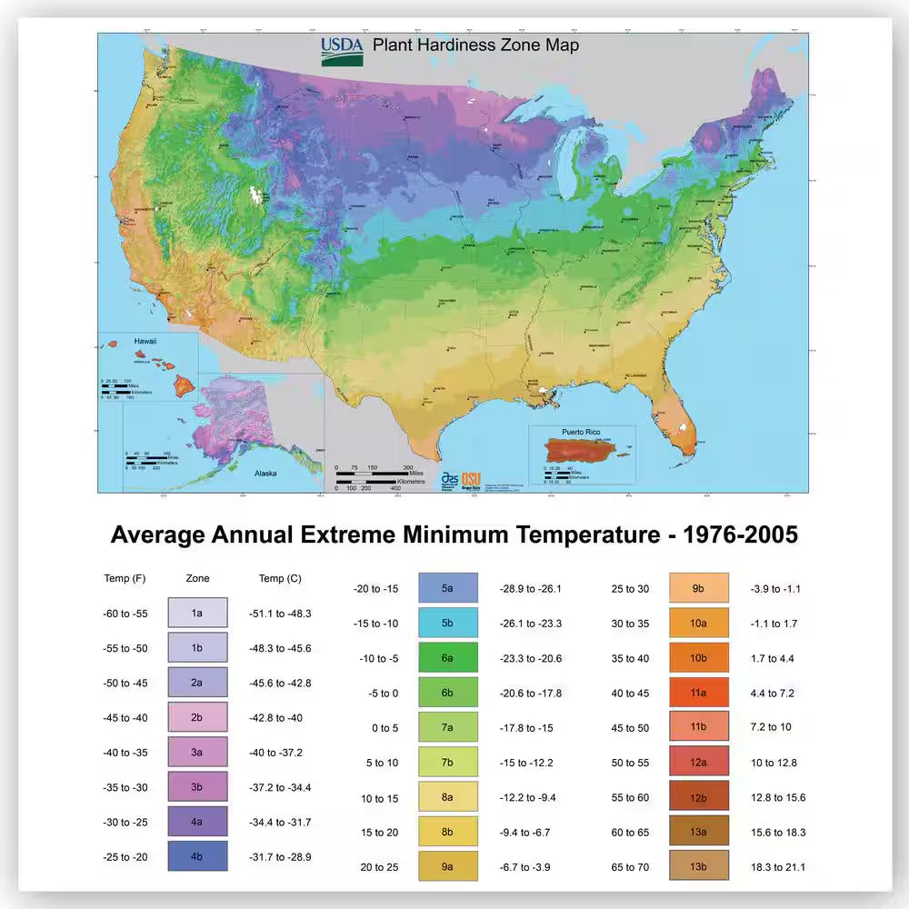 3.5" Live Plant Assortment of 2 Succulents and 1 Cactus