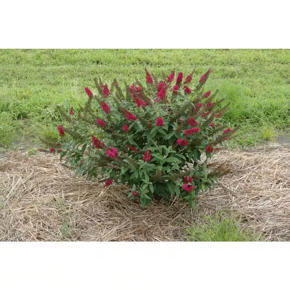 4.5 In. Qt. Miss Molly Butterfly Bush (Buddleia) Live Shrub, Deep Pink Flowers