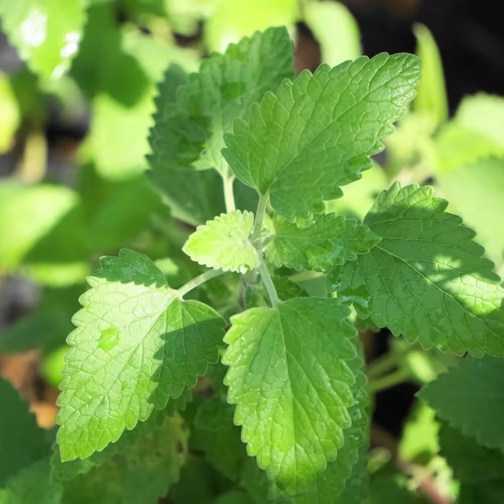 19 Oz. Catnip Herb Plant (2-Pack)