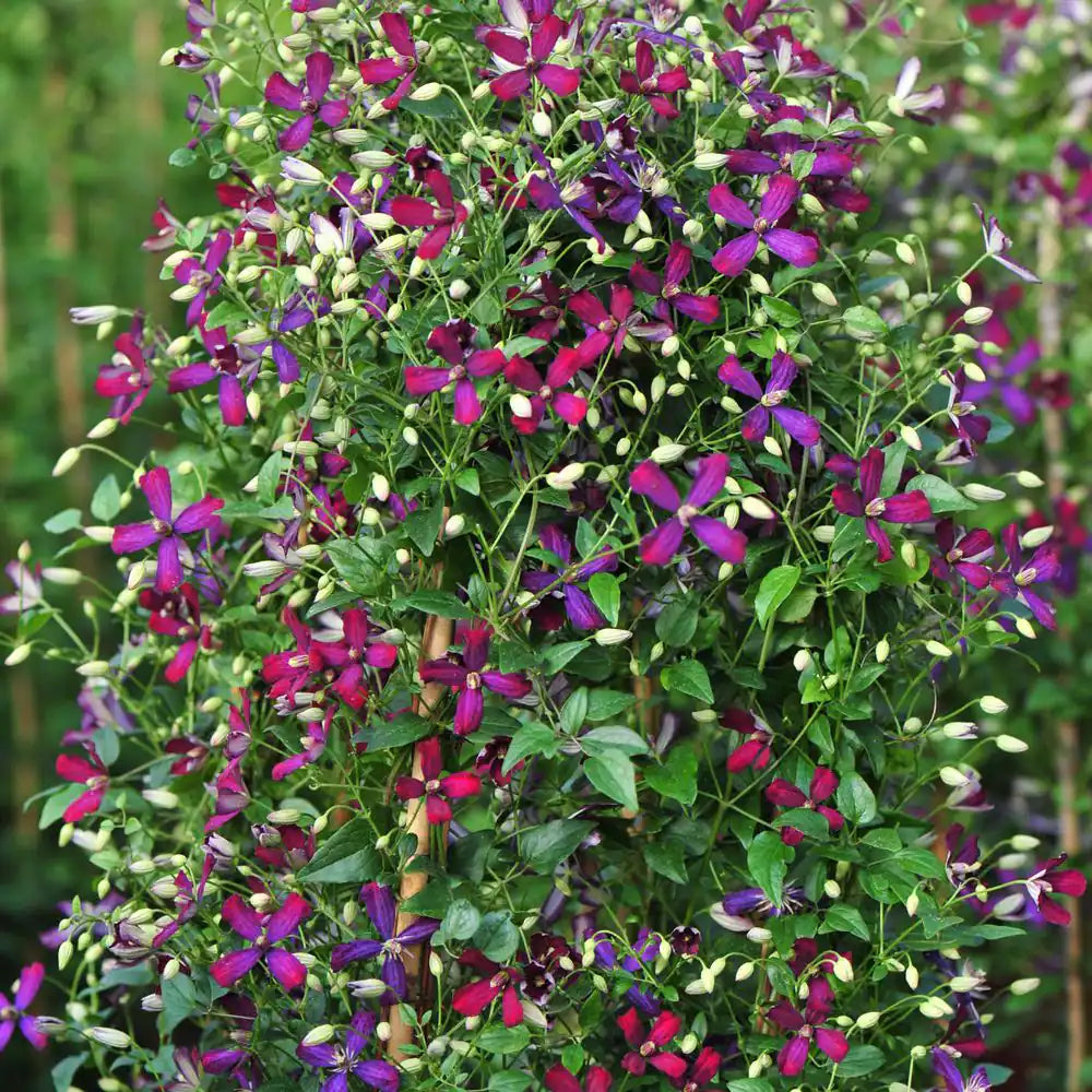 4.5 In. Qt. Sweet Summer Love (Clematis) Live Shrub, Red-Purple Flowers