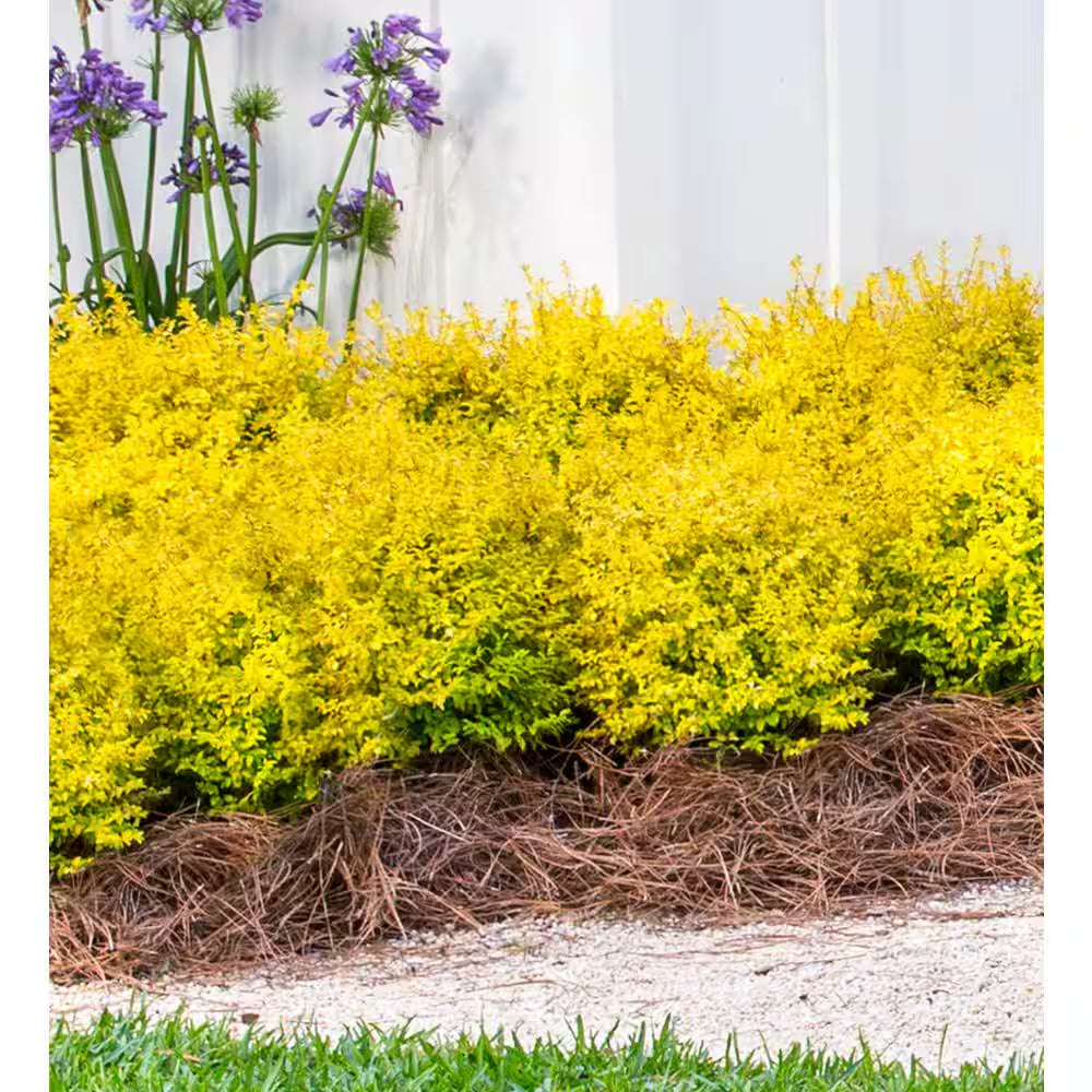 2.5 Qt. Sunshine Ligustrum, Evergreen Shrub, Bright Golden-Yellow Foliage