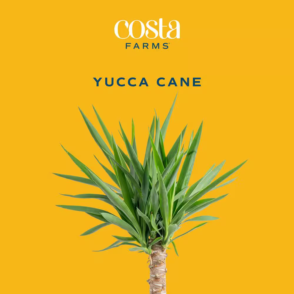 Yucca Cane Indoor Plant in 8.75 Grower Pot, Avg. Shipping Height 2-3 Ft. Tall