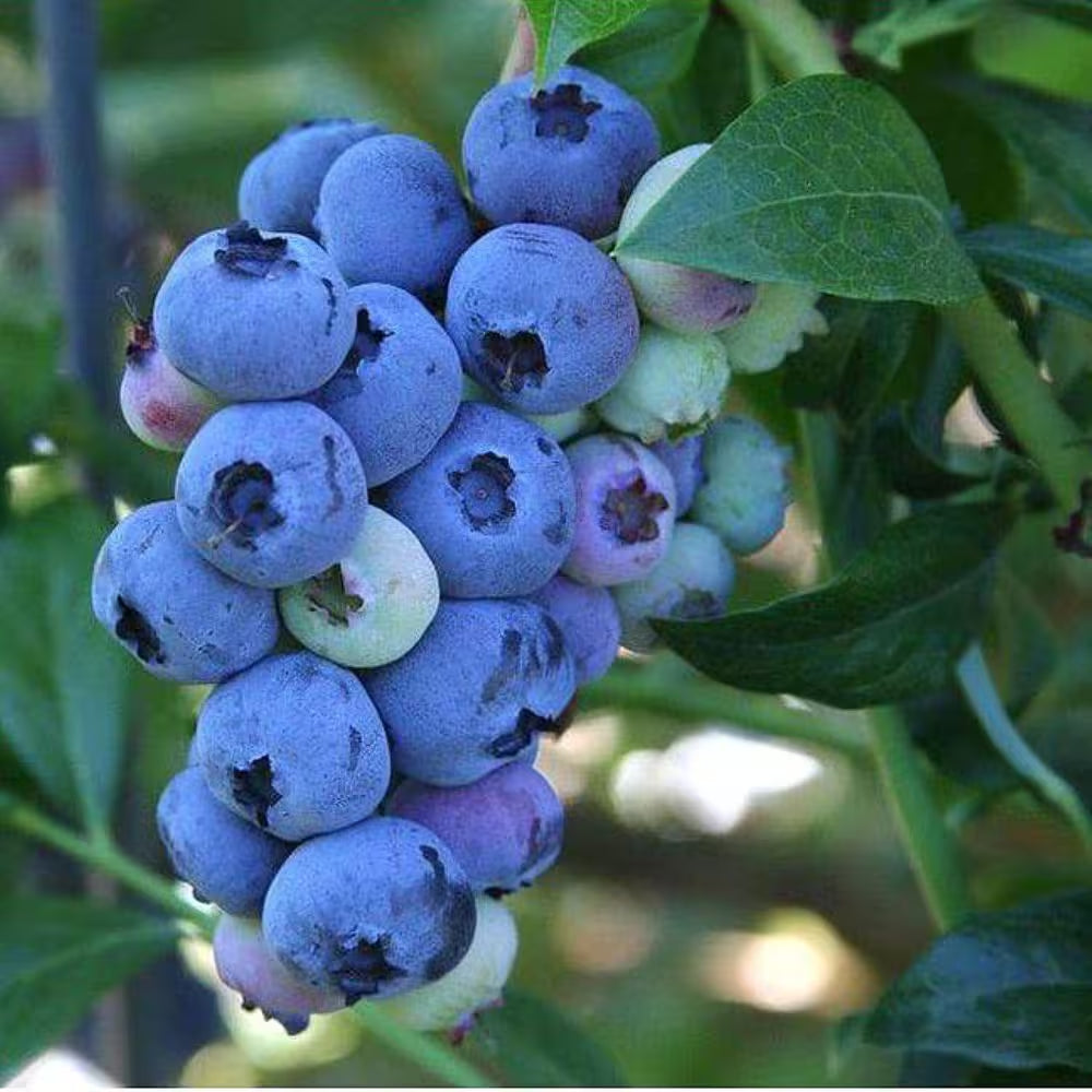 2.5 Qt. Toro Blueberry Live Plant with Large, Sweet Berries