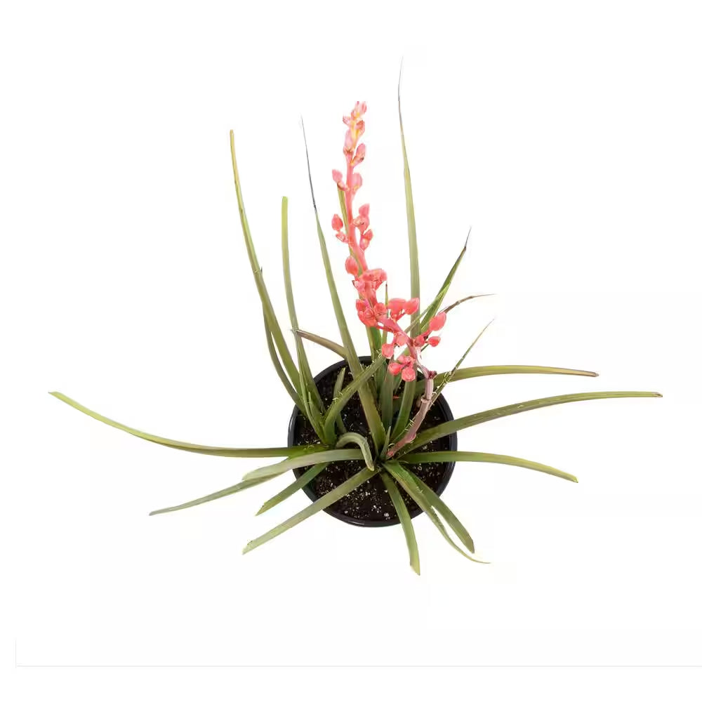 Red Yucca Live Succulent Shrub (Hesperaloe Parviflora), Drought Tolerant Landscape Plant, 1 Gal. Grower Pot, Easy Care