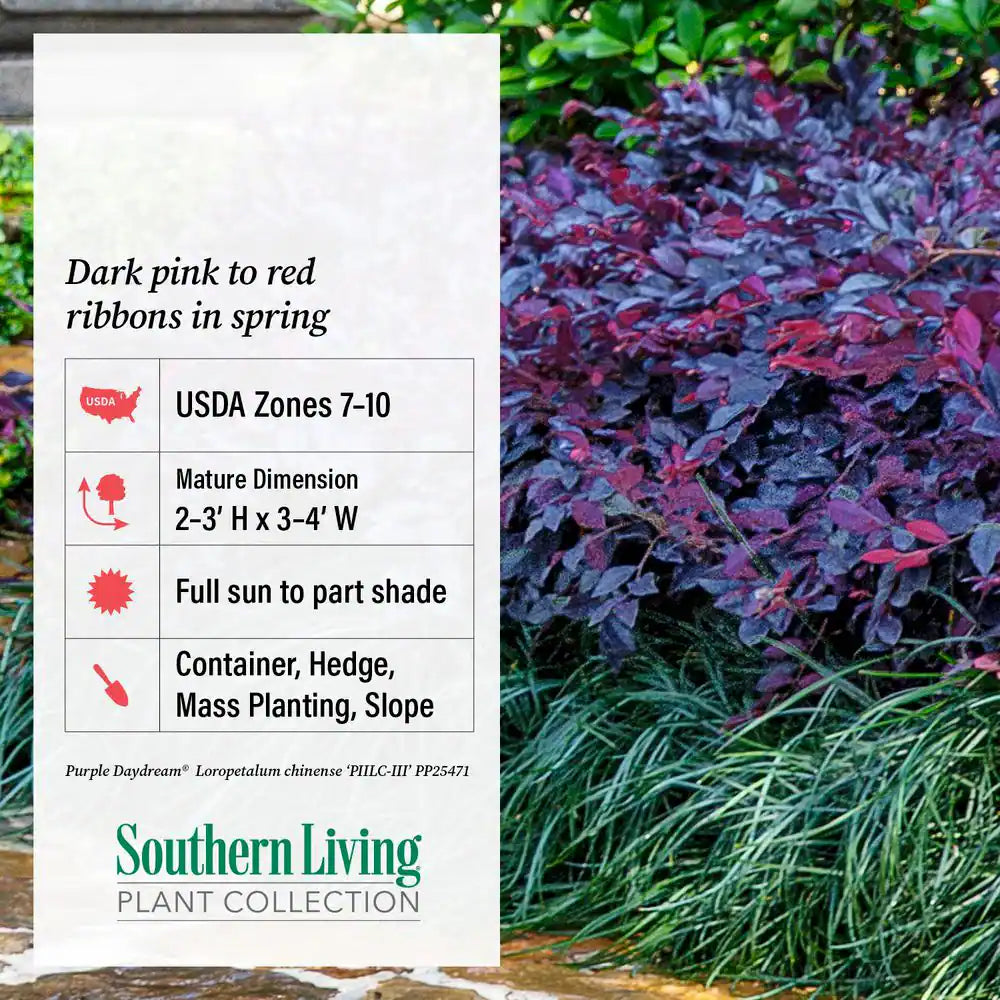 2.5 Qt. Purple Daydream Dwarf Loropetalum, Evergreen Shrub with Purple Foliage, Pink Ribbon Blooms