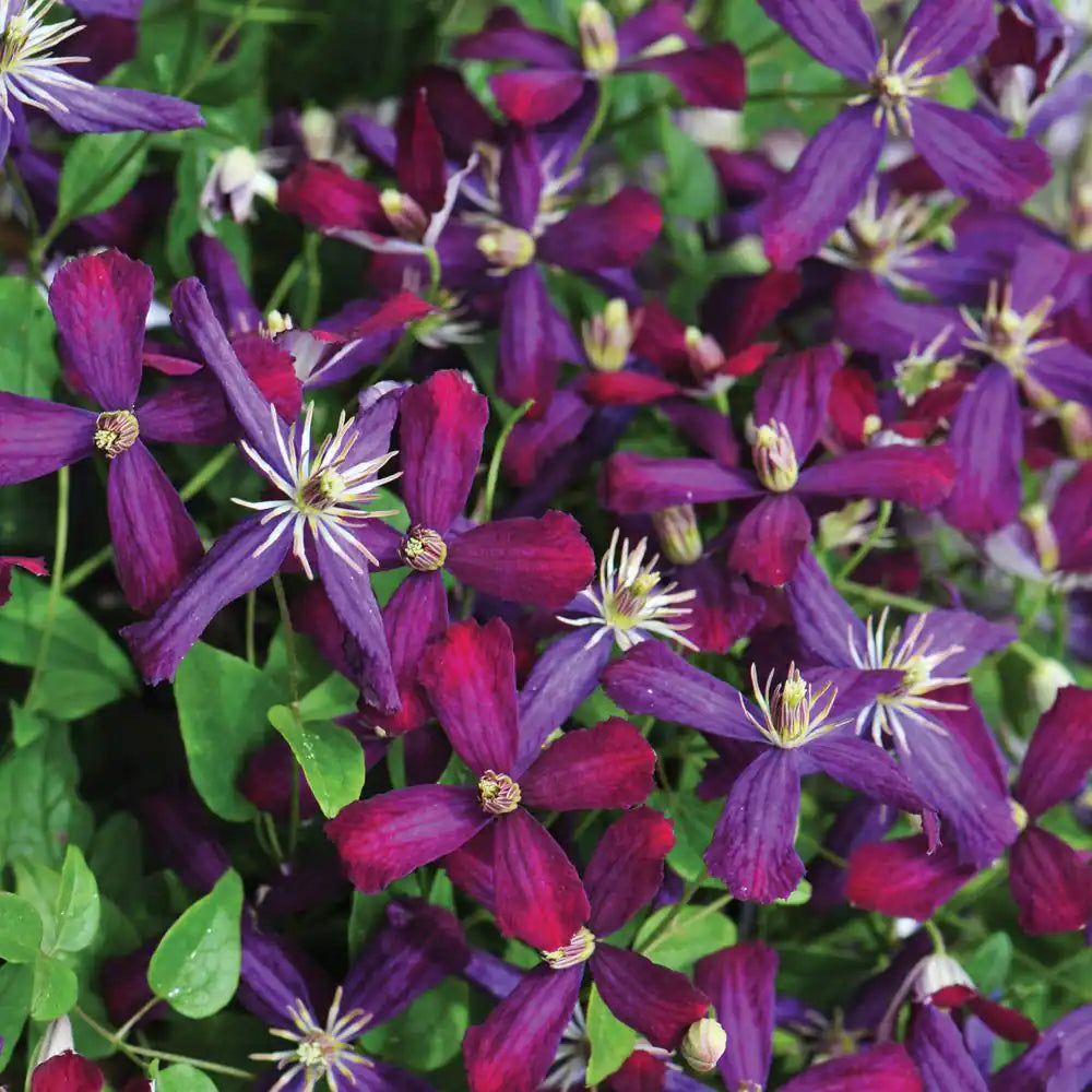 4.5 In. Qt. Sweet Summer Love (Clematis) Live Shrub, Red-Purple Flowers