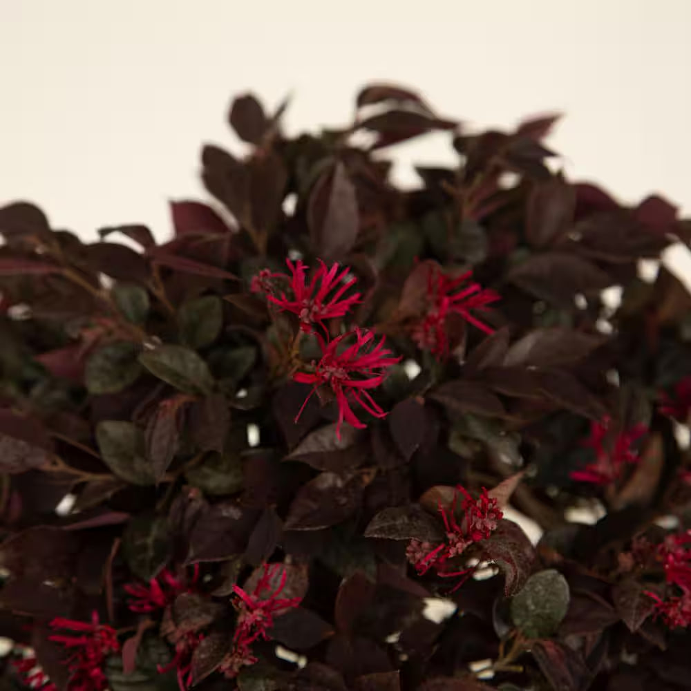 2.5 Qt. Purple Daydream Dwarf Loropetalum, Evergreen Shrub with Purple Foliage, Pink Ribbon Blooms