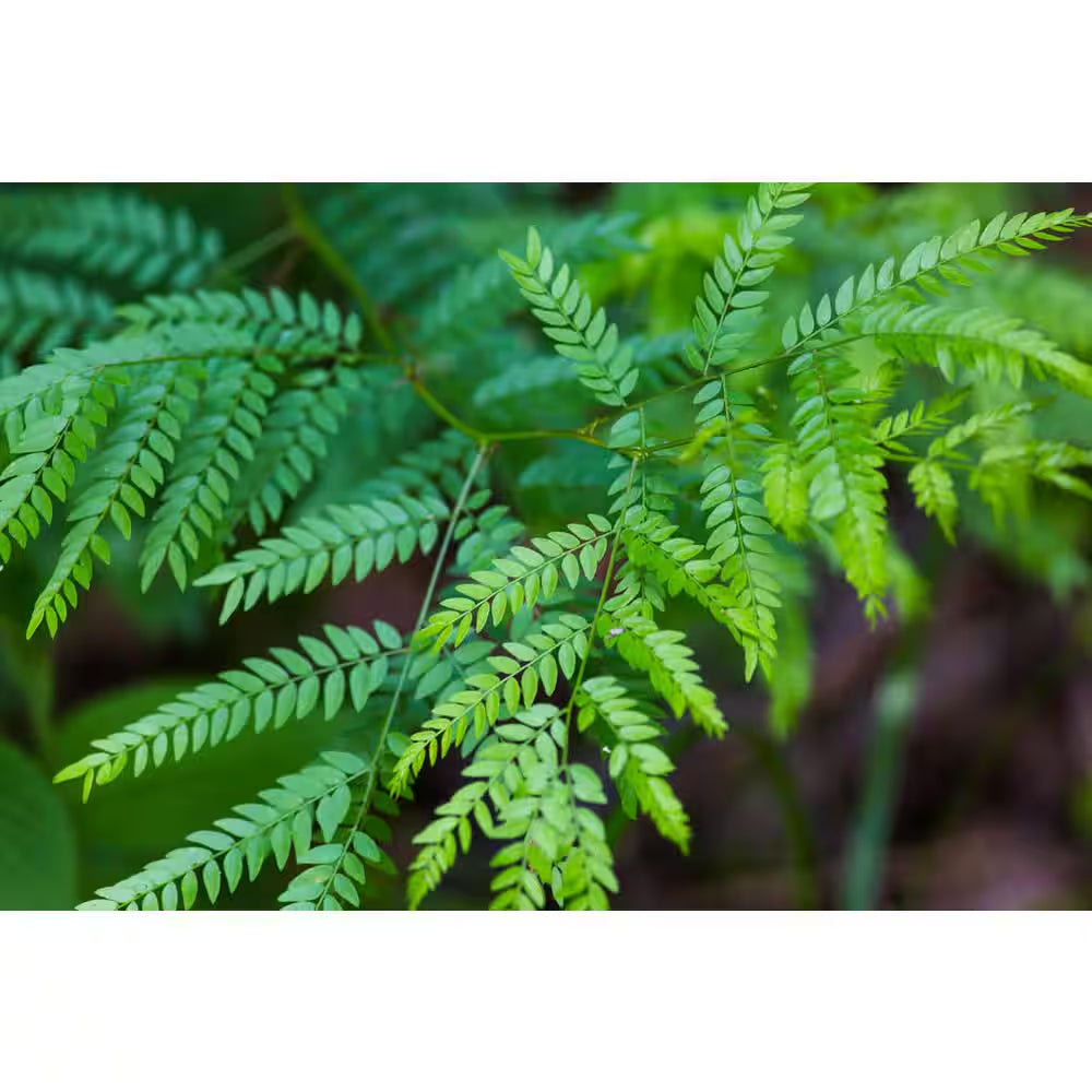 Honeylocust Tree Bare Root