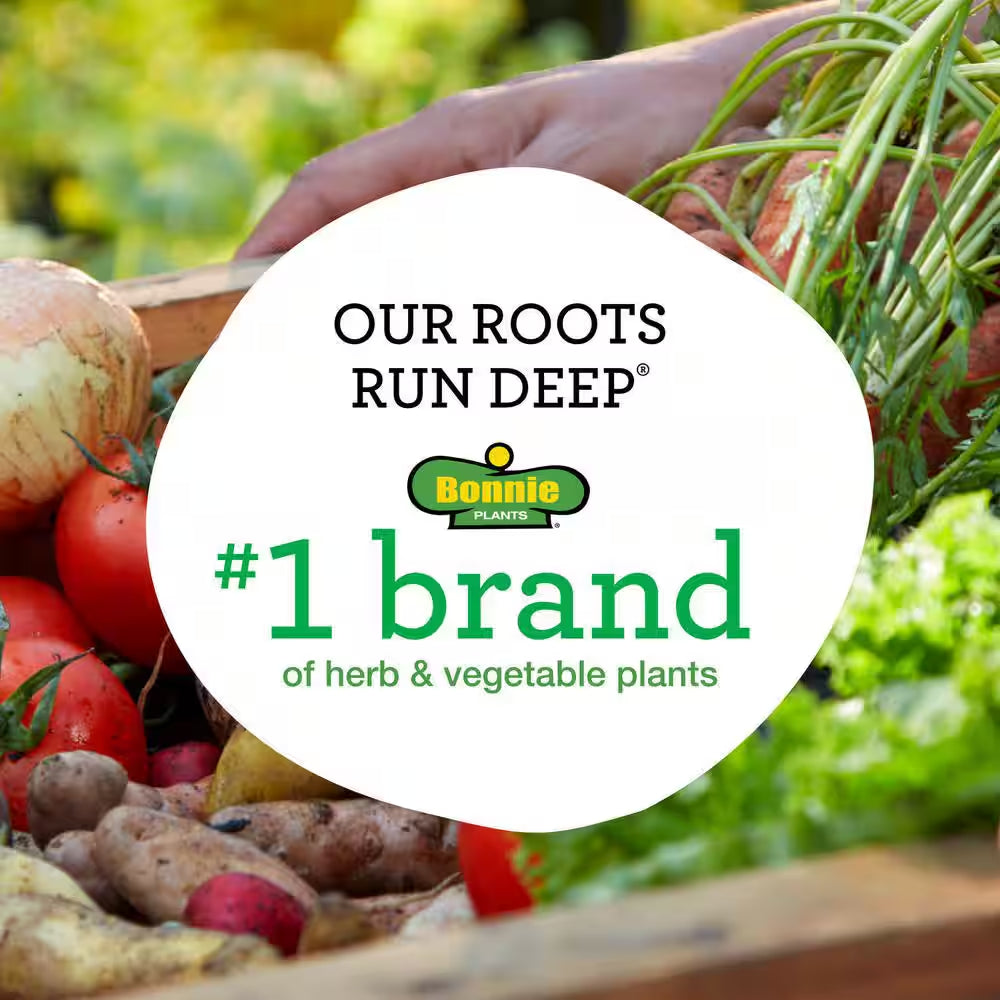 19 Oz. Catnip Herb Plant (2-Pack)