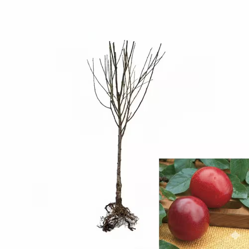 Dwarf Santa Rosa Plum Tree Bare Root
