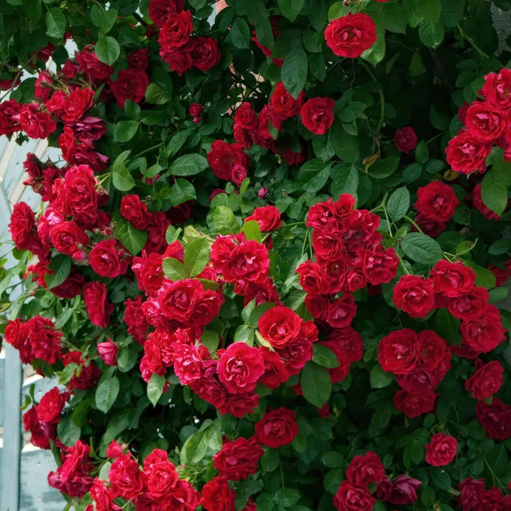 Bare Root Rose Climbing Blaze with Red Flowers (2-Pack)
