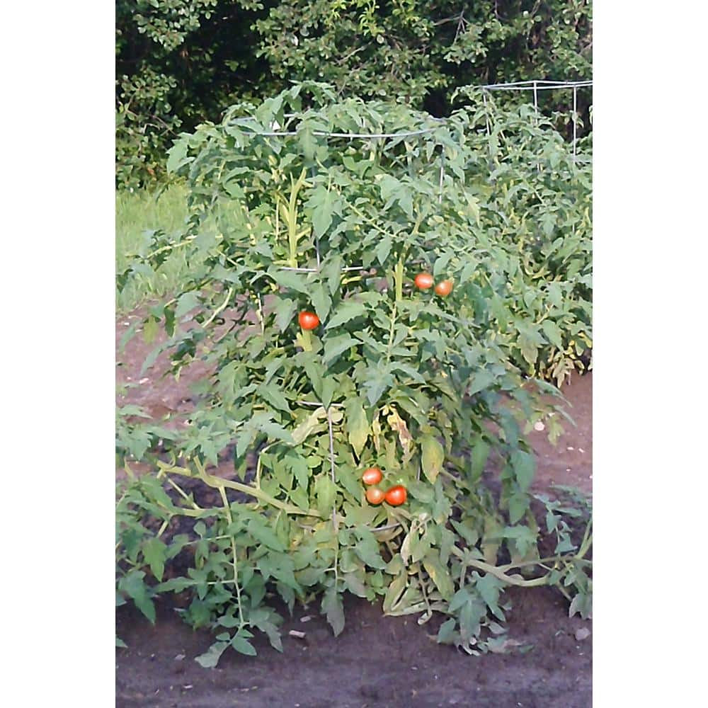 Glamos Wire 33 In. Plant Support (10-Pack)