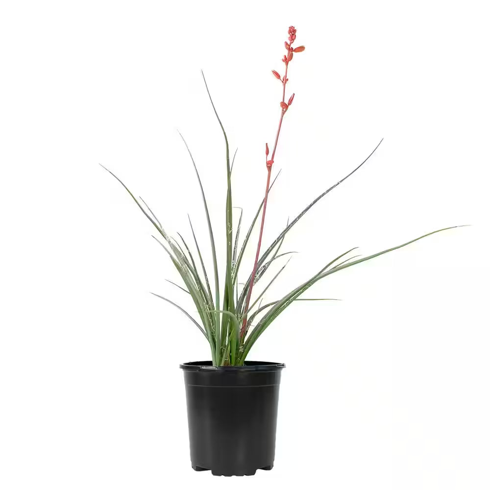 Red Yucca Live Succulent Shrub (Hesperaloe Parviflora), Drought Tolerant Landscape Plant, 1 Gal. Grower Pot, Easy Care