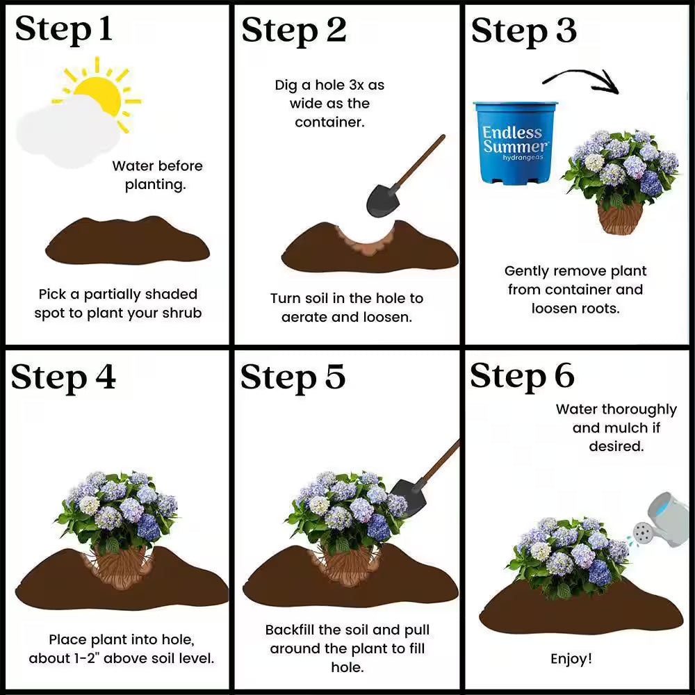 1 Gal. the Original Reblooming Hydrangea Flowering Shrub with Pink or Blue Flowers