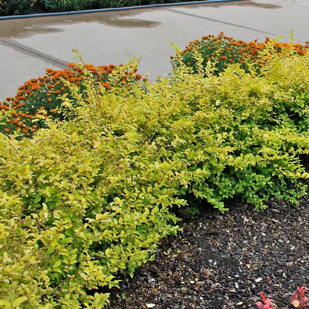 2.5 Qt. Sunshine Ligustrum, Evergreen Shrub, Bright Golden-Yellow Foliage