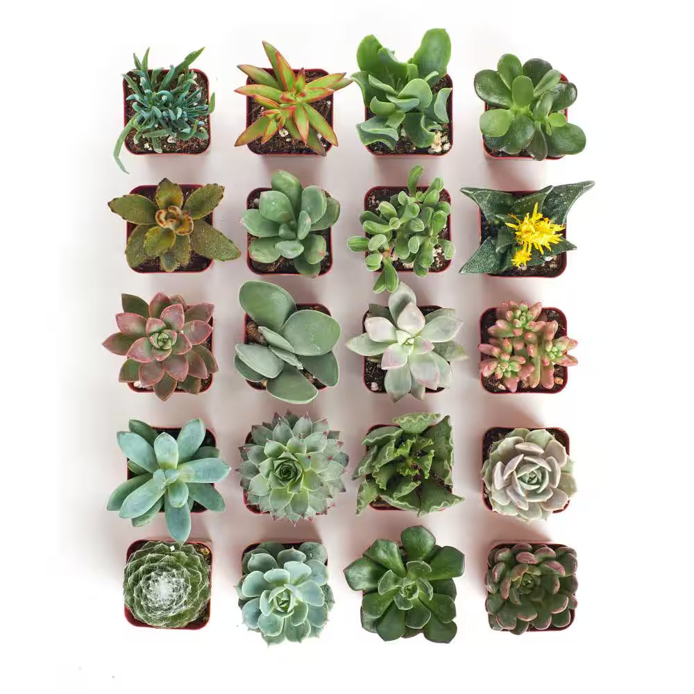 2 In. Unique Succulent (Collection of 20)