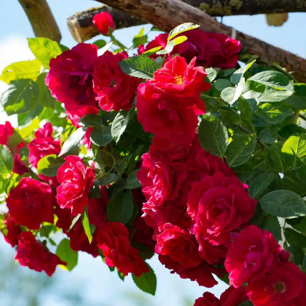 Bare Root Rose Climbing Blaze with Red Flowers (2-Pack)