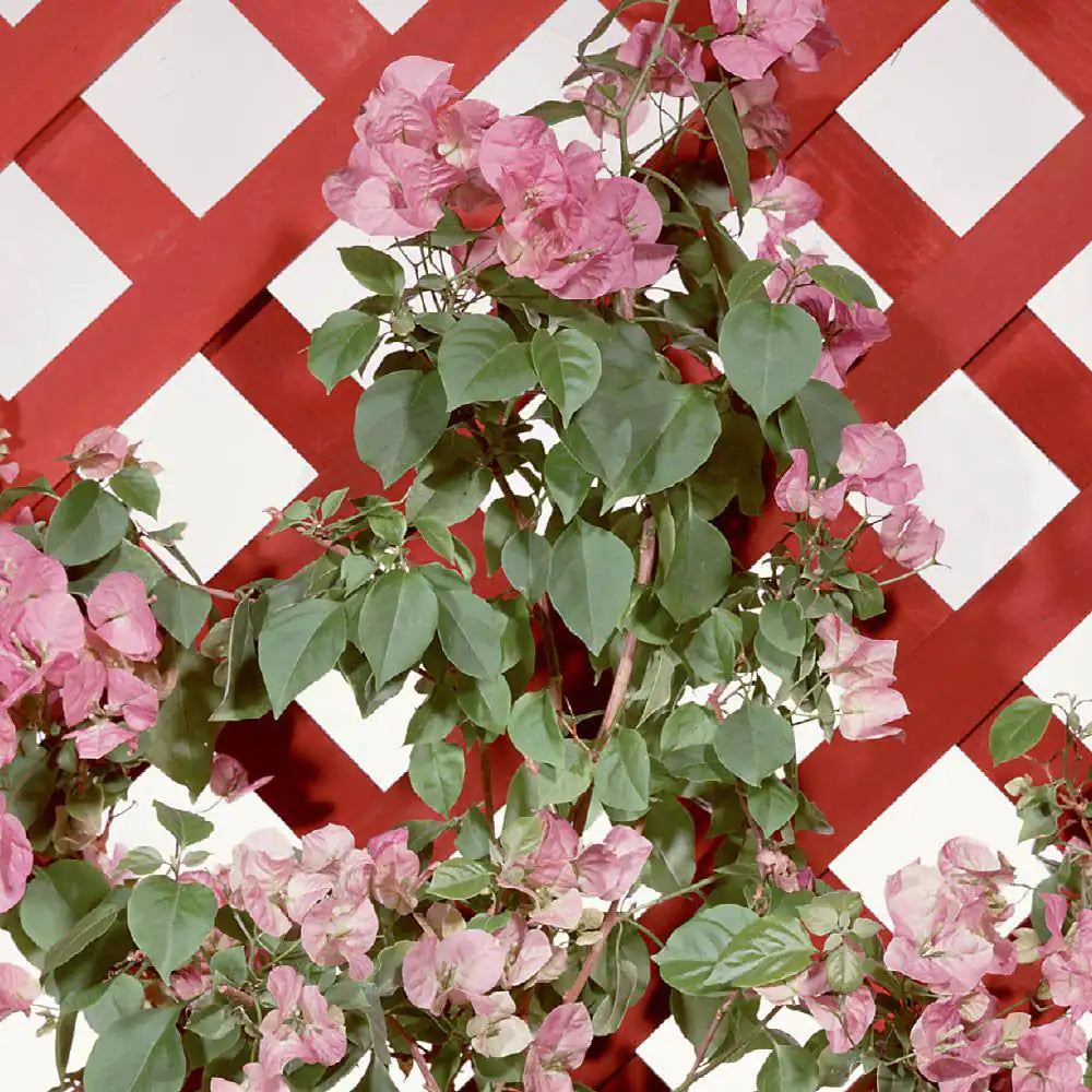 1 Gal. Redwood Solid Color Oil-Latex Exterior Wood Stain