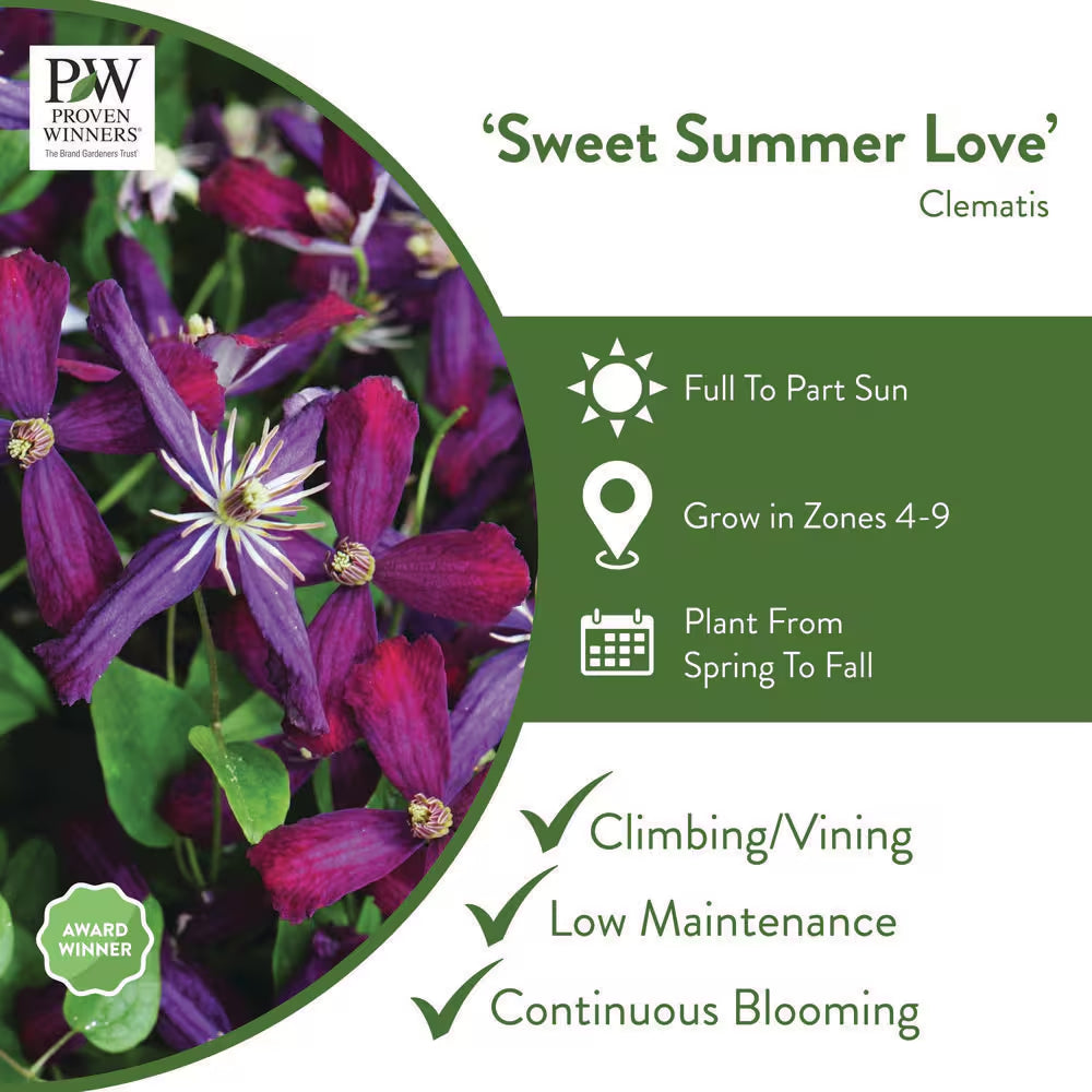 4.5 In. Qt. Sweet Summer Love (Clematis) Live Shrub, Red-Purple Flowers