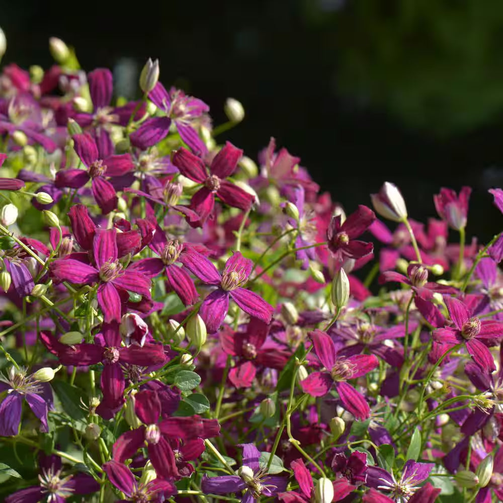 4.5 In. Qt. Sweet Summer Love (Clematis) Live Shrub, Red-Purple Flowers