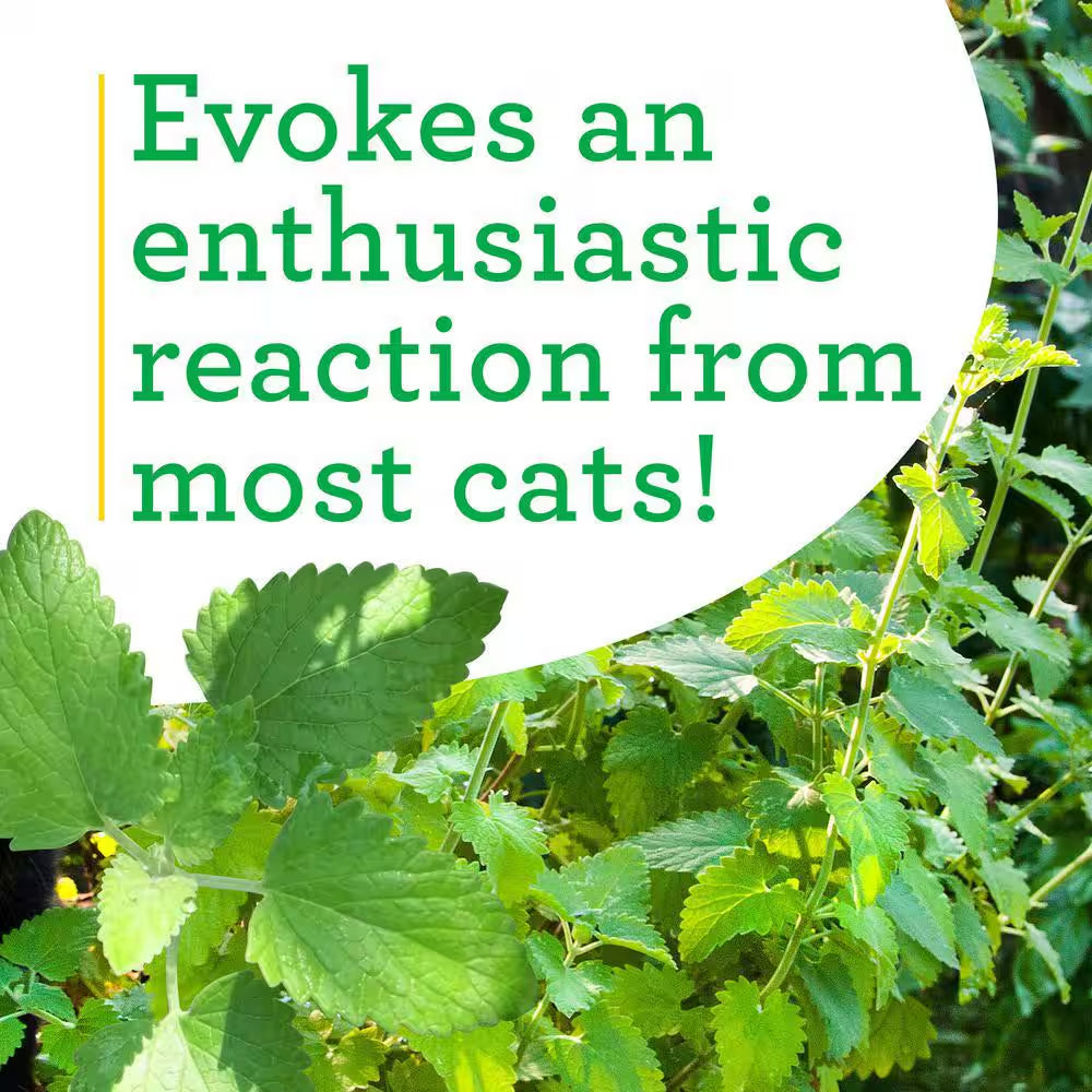 19 Oz. Catnip Herb Plant (2-Pack)