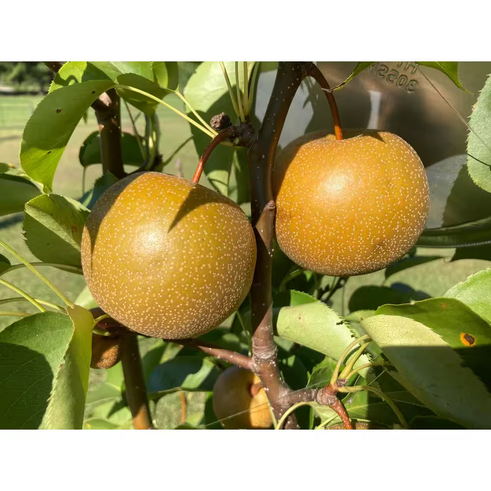 Korean Giant Asian Pear Tree with Massive Crisp and Sweet Fruit (3 Ft. and 2 Years Old)
