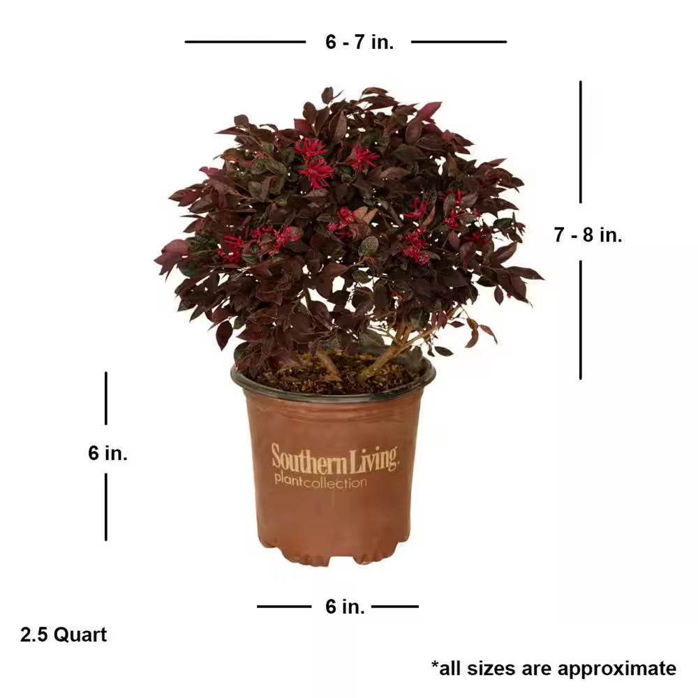 2.5 Qt. Purple Daydream Dwarf Loropetalum, Evergreen Shrub with Purple Foliage, Pink Ribbon Blooms