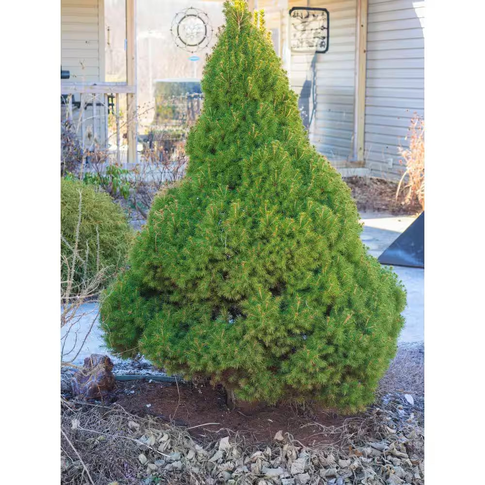 1 Gal. Dwarf Alberta Spruce Shrub Aromatic and Soft Evergreen Foliage, Almost No Maintenance Required