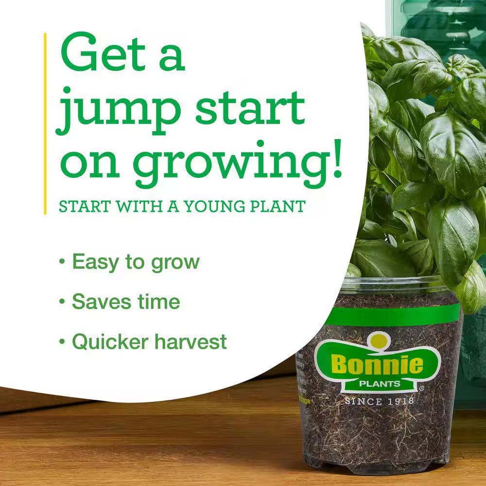 19 Oz. Big Beef Tomato Plant (2-Pack)