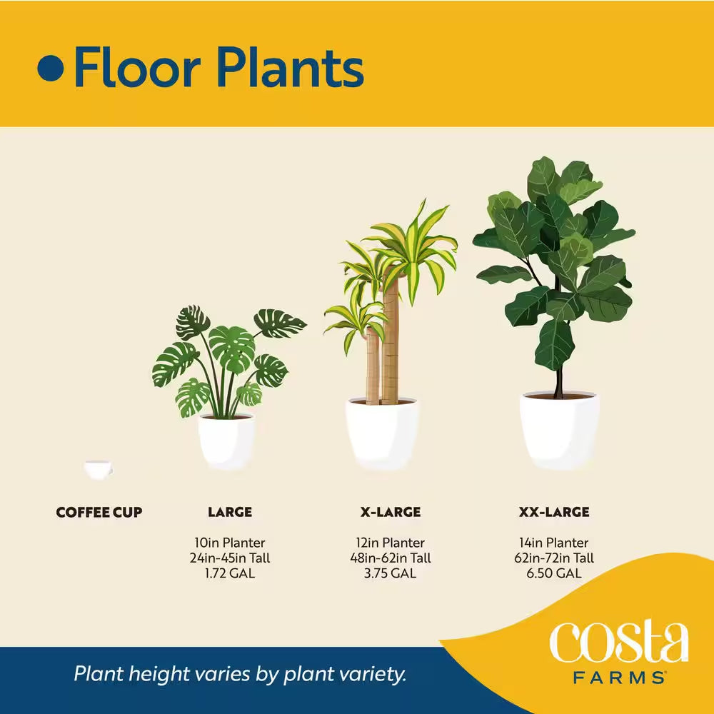 Yucca Cane Indoor Plant in 8.75 Grower Pot, Avg. Shipping Height 2-3 Ft. Tall