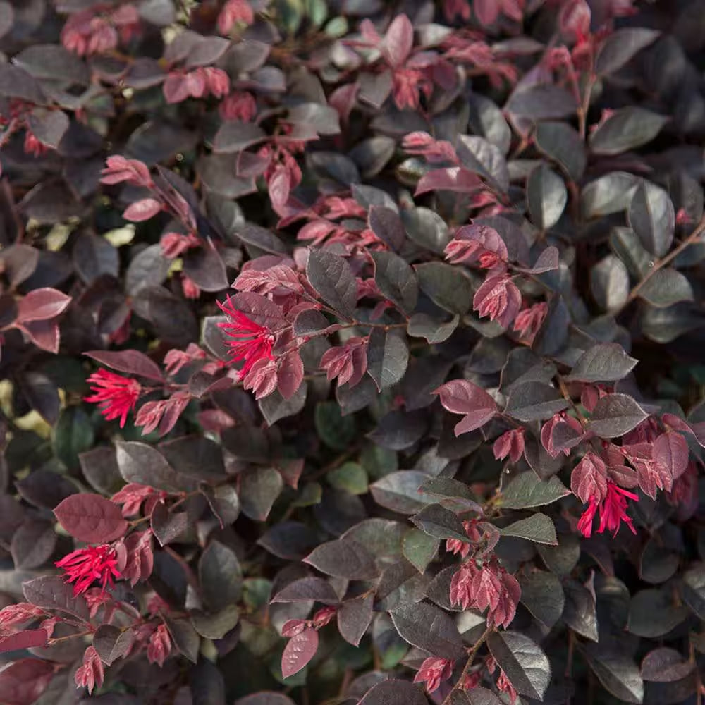 2.5 Qt. Purple Daydream Dwarf Loropetalum, Evergreen Shrub with Purple Foliage, Pink Ribbon Blooms