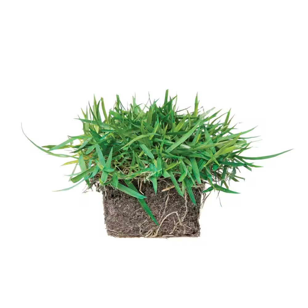 Zoysia Grass Sod Plugs (32-Count) Natural, Affordable Lawn Improvement