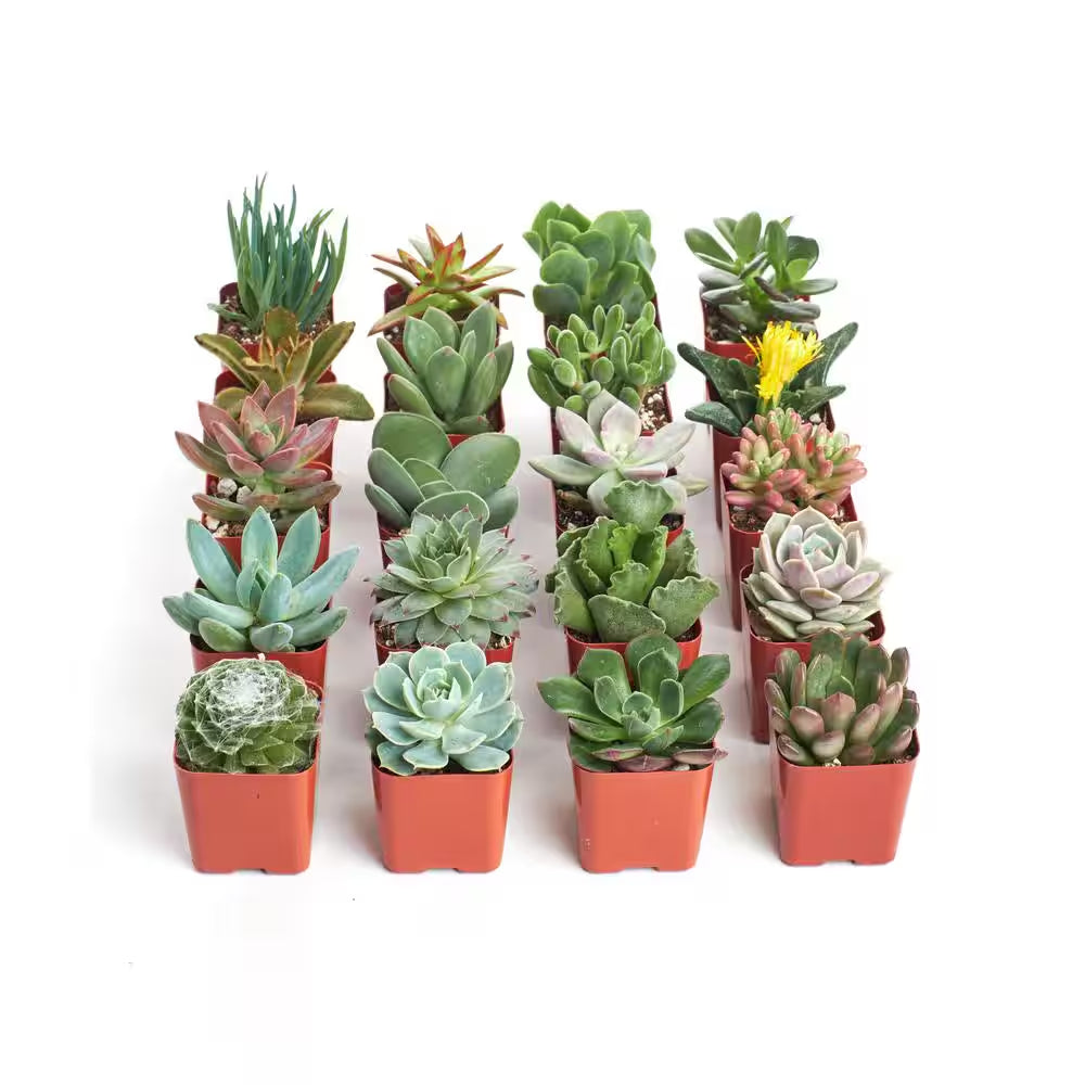 2 In. Unique Succulent (Collection of 20)