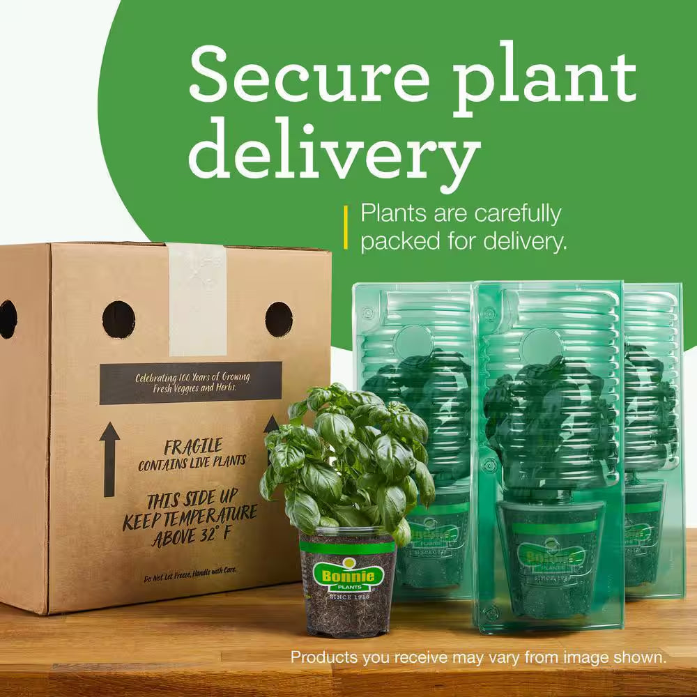 19 Oz. Big Beef Tomato Plant (2-Pack)