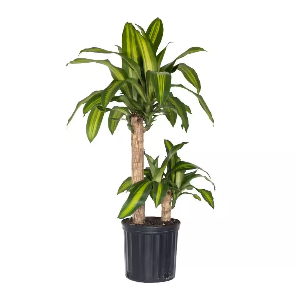 Dracaena Mass Cane Corn Plant 2 Stem Plant in 9.25 Inch Grower Pot