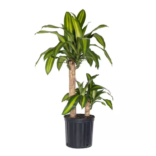 Dracaena Mass Cane Corn Plant 2 Stem Plant in 9.25 Inch Grower Pot
