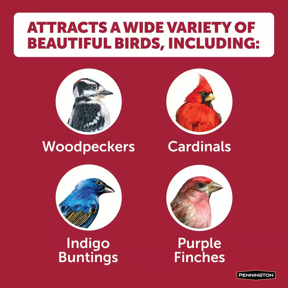 Premium 10 Lb. Black Oil Sunflower Bird Seed Food