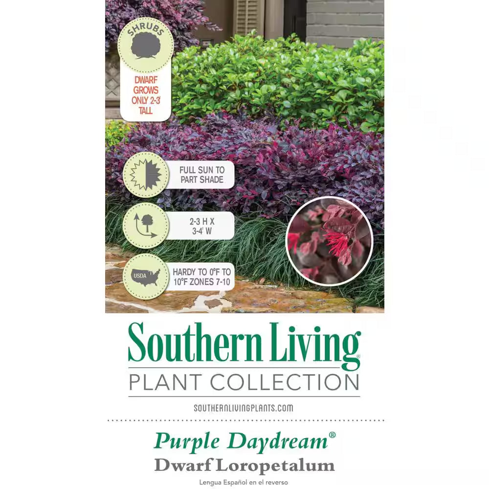 2.5 Qt. Purple Daydream Dwarf Loropetalum, Evergreen Shrub with Purple Foliage, Pink Ribbon Blooms