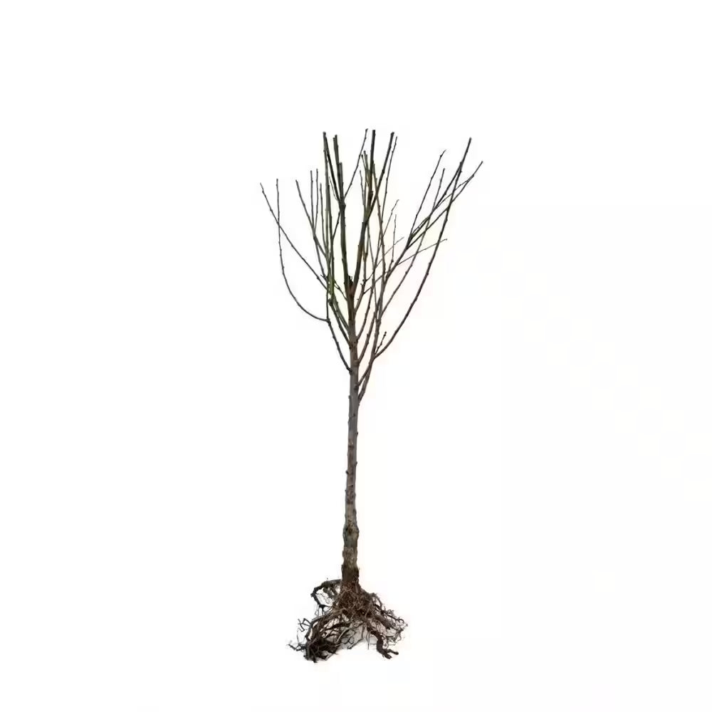 Dwarf Santa Rosa Plum Tree Bare Root