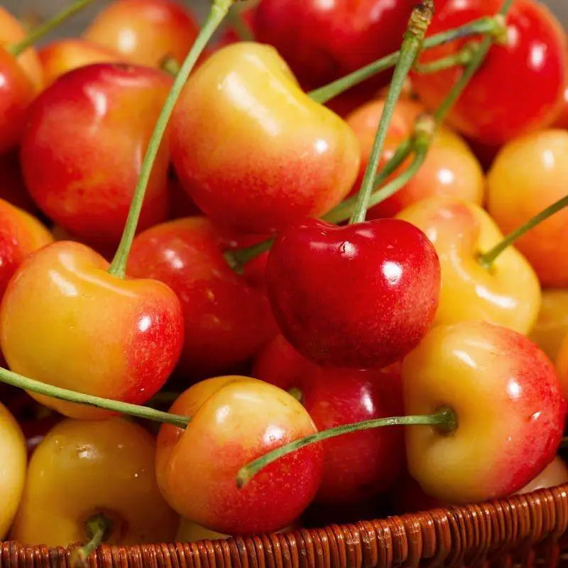3 Ft. Rainier Cherry Tree with Blonde-Yellow Sweet Fruit