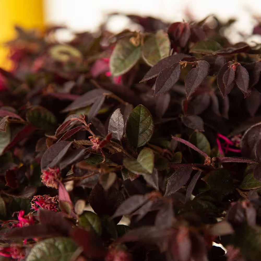 2.5 Qt. Purple Daydream Dwarf Loropetalum, Evergreen Shrub with Purple Foliage, Pink Ribbon Blooms