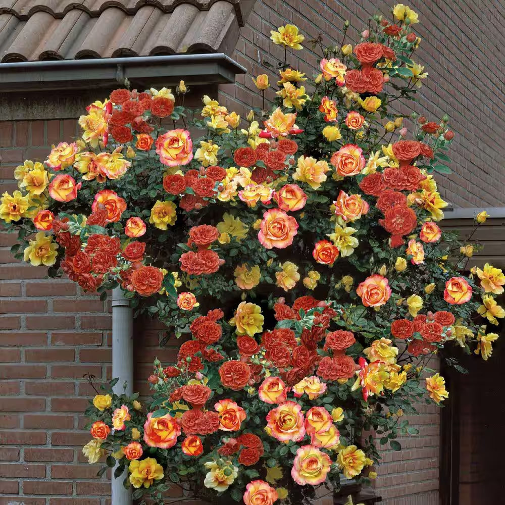 Bare Root Rose Climbing Joseph'S Coat with Orange Flowers (2-Pack)