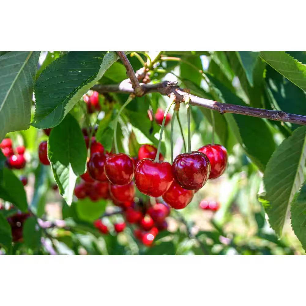 3 Ft. Lapins Cherry Semi Dwarf Tree with Abundant Self Pollinating Fruit