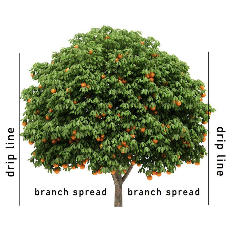 1.76 Lb. Organics Fruit and Citrus Fertilizer Spikes with Biozome, OMRI Listed (8-Pack)