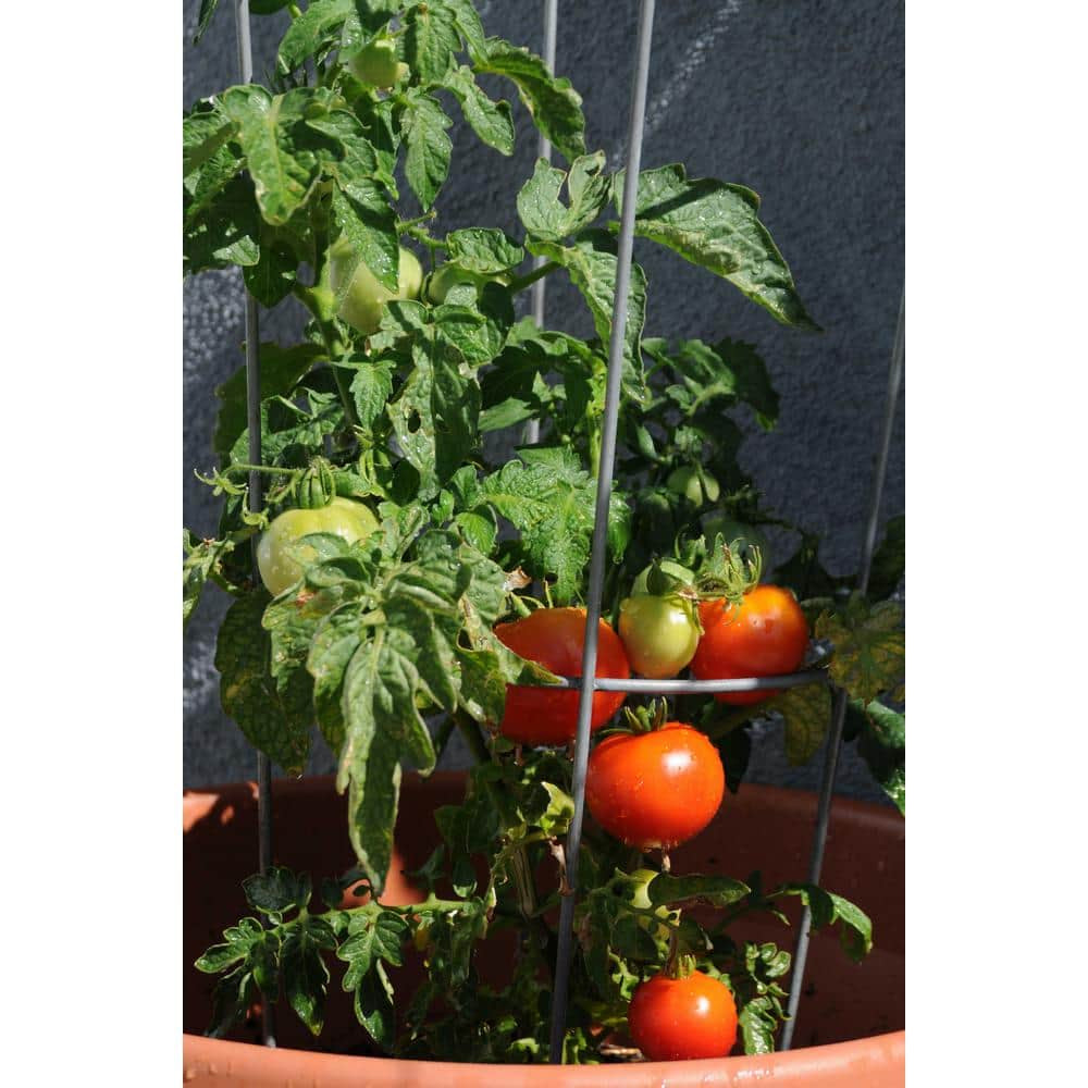 Glamos Wire 33 In. Plant Support (10-Pack)