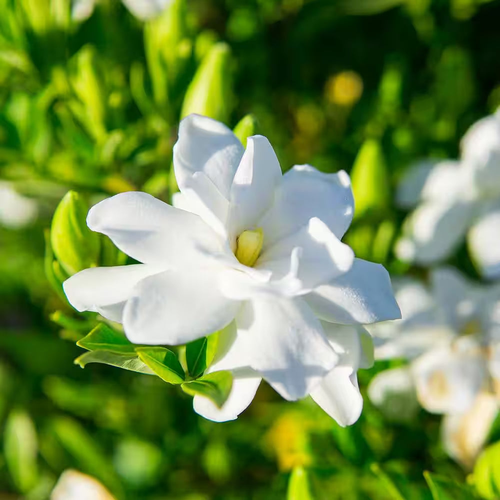 Frostproof Gardenia Plant in 1 Gal. Grower'S Pot, Fragrant White Flowers