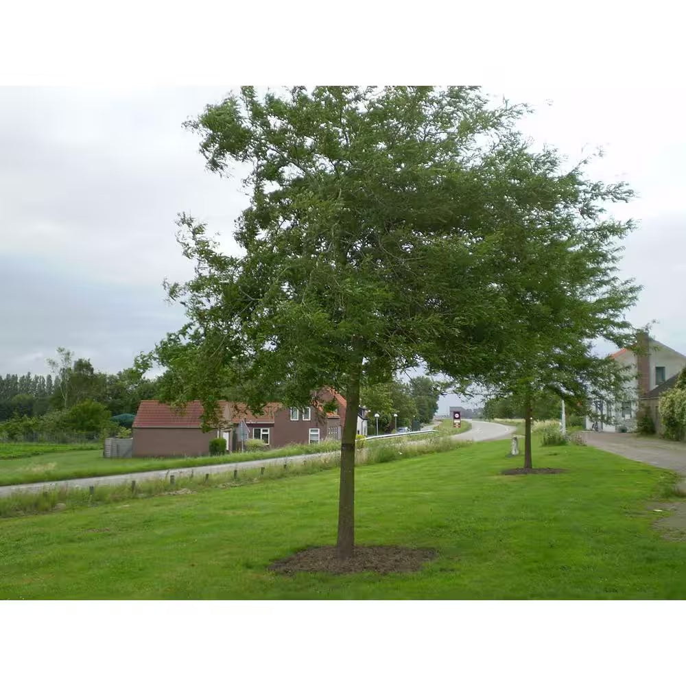 Honeylocust Tree Bare Root