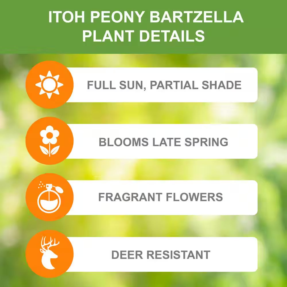 3/5 Eyes, Bartzella Itoh Peony Flower Bulbs, Bare Roots (Bag of 2)